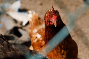 Kurczak bez antybiotyków. Właściciel Biedronki ma fermę drobiu