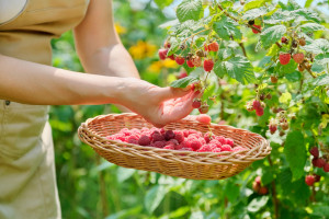 Problemy plantatorów malin. Ruszają kontrole UOKiK