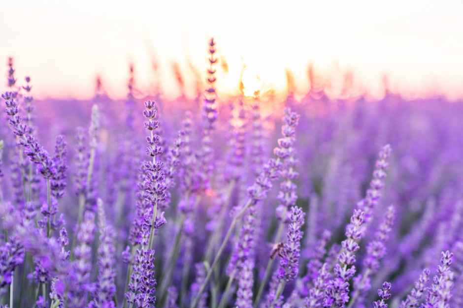 Nocne gąsienice z Afryki niszczą pola lawendy, fot. shutterstock/ESstock Afrykańskie gąsienice pożerają lawendę we Francji. Rolnicy załamani