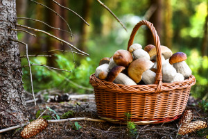 Złotoborowik wysmukły to gatunek grzyba z rodziny borowikowatych (fot. Shutterstock)