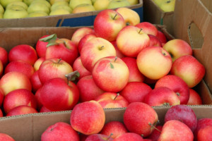 Eksimos żąda 45 mln zł za interwencyjny skup jabłek, shutterstock