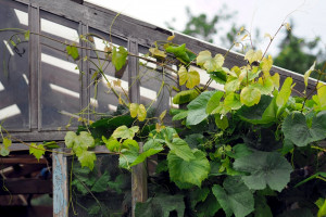 Kwietniowe przymrozki mogły spowodować zniszczenie nawet 60% upraw winogron w Polsce; fot. shutterstock
