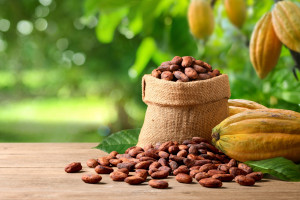 Cena tony kakao na światowych giełdach osiągnęła rekordowy poziom (fot. Shutterstock)