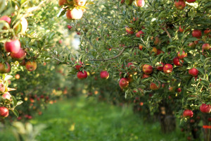 37 million euros from the European Union to help orchard and vineyard owners in Poland