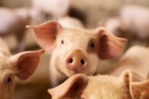 Projekt ustawy o zdrowiu zwierząt został przygotowany przez Ministerstwo Rolnictwa i Rozwoju Wsi (fot. Shutterstock)