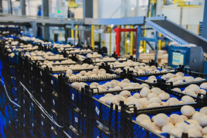 Pieczarkowy gigant wchodzi w restrukturyzację. Jest plan na przetrwanie