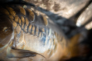 Polski karp czy „podróżnik” z daleka? Prosty trik pozwala wybrać rybę na święta