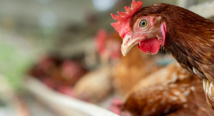 W sklepach brakuje jaj. Handel wraca do „trójek”