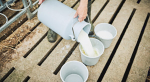 Masowy proces w aferze mlecznej. Rolnicy nie mieszczą się w sądzie