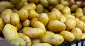 Nadpodaż i import ziemniaków z UE. U rolników zalega do miliona ton